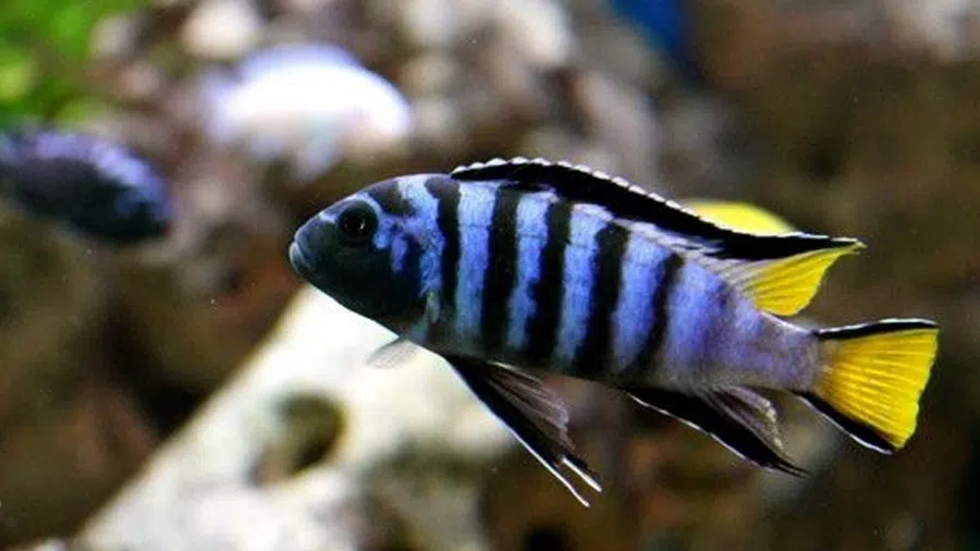 Pseudotropheus sp. (Elongatus Mpanga) Akvaryumu