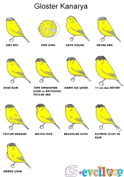 Gloster Kanarya Yarışma Standartları Tablosu