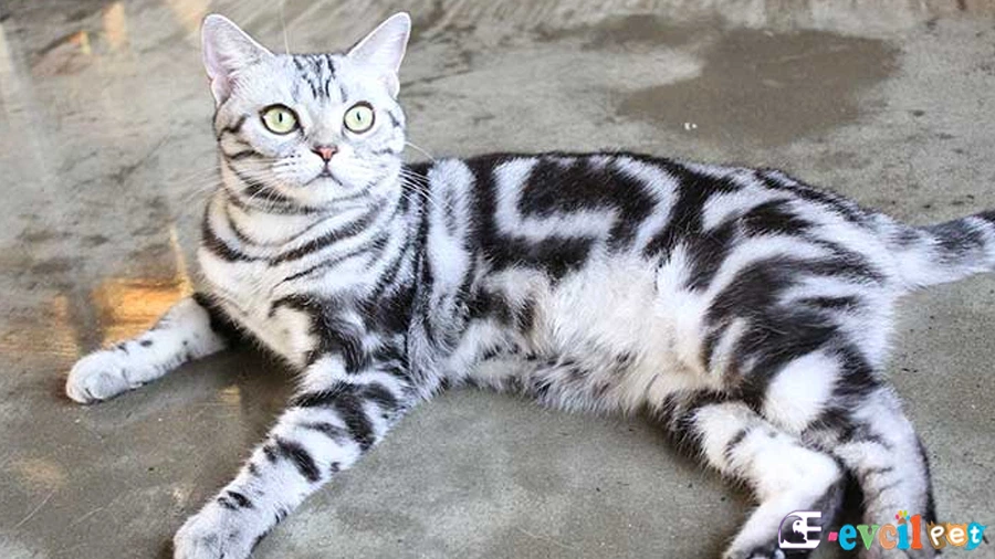 Amerikan Shorthair Genetik Sağlık Sorunları