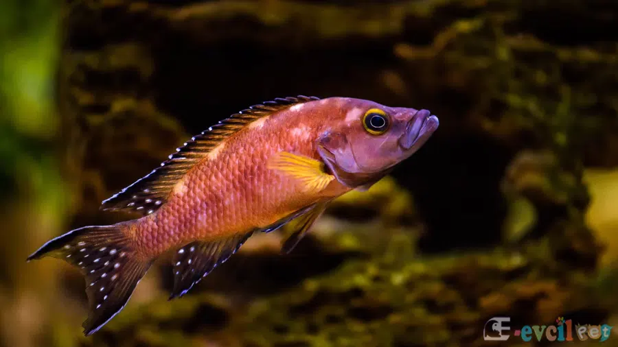 Neolamprologus buescheri 