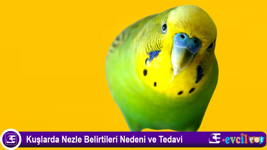 Muhabbet Kuşlarında Nezle
