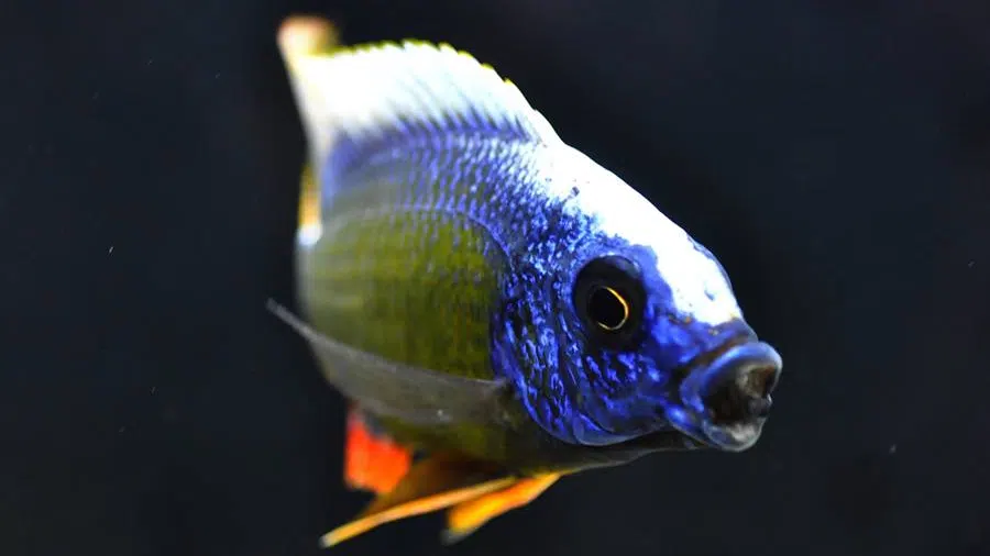 Protomelas sp. Steveni Taiwan Erkek