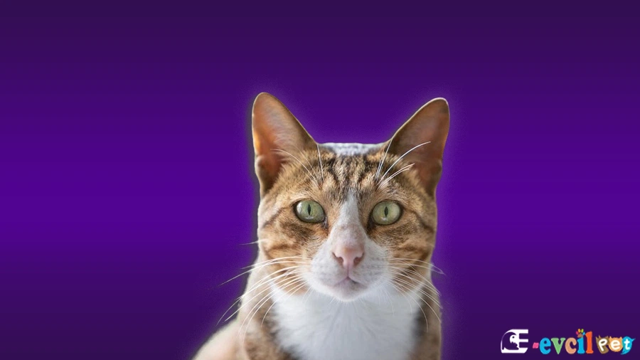 Arabian Mau Temel Eğitimi ve Tuvalet Eğitimi