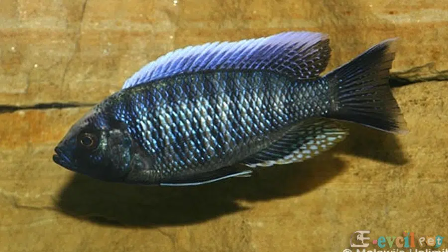 Copadichromis jacksoni Erkek
