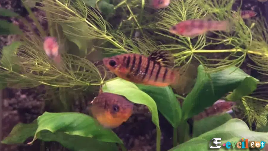 Kambur Limia (Limia Nigrofasciata) akvaryumu