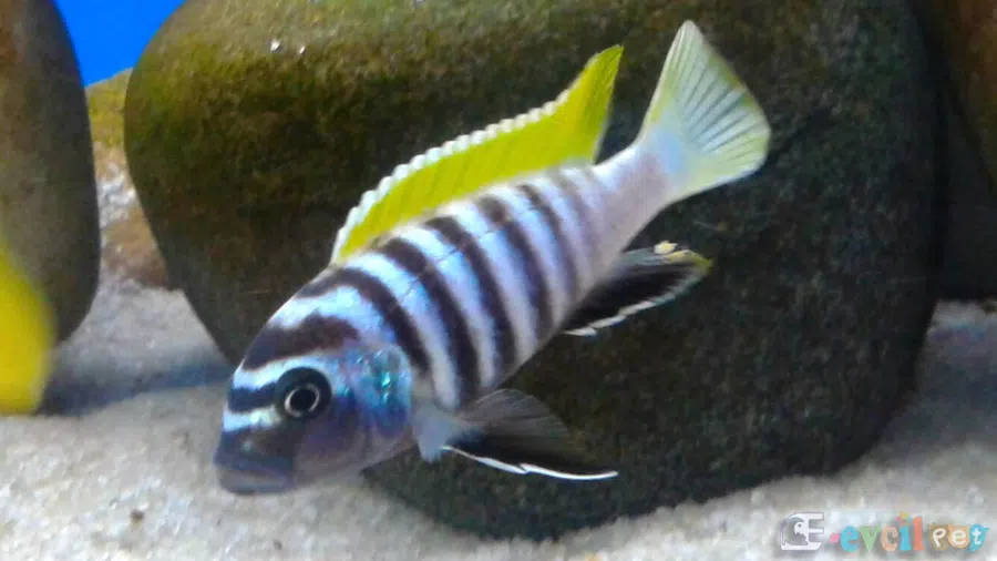 Cynotilapia Afra Akvaryum dizaynı