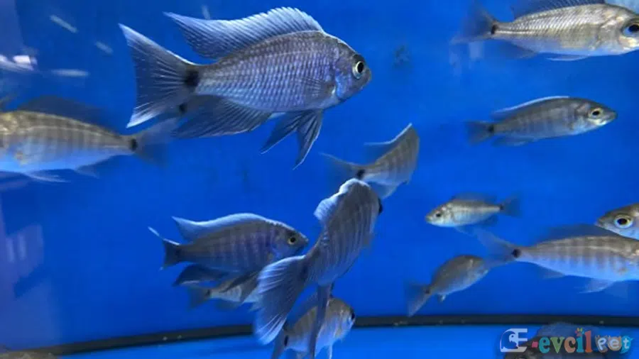 Copadichromis Cyaneus Sürü