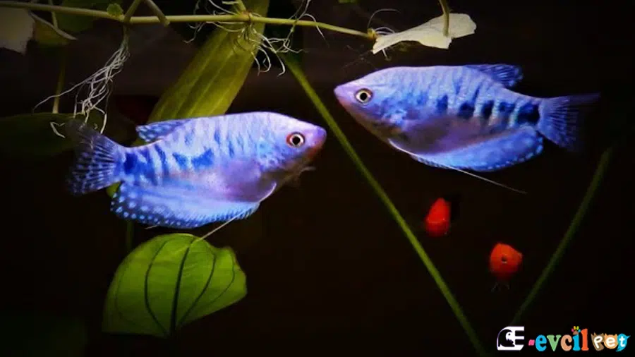 Eş Gurami Balığı ve Akvaryum