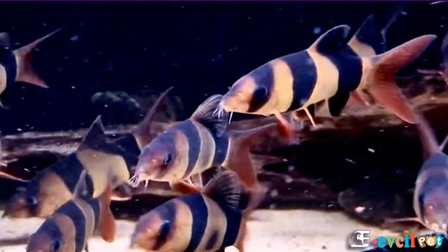 Palyaço Botia (Chromobotia macracanthus)