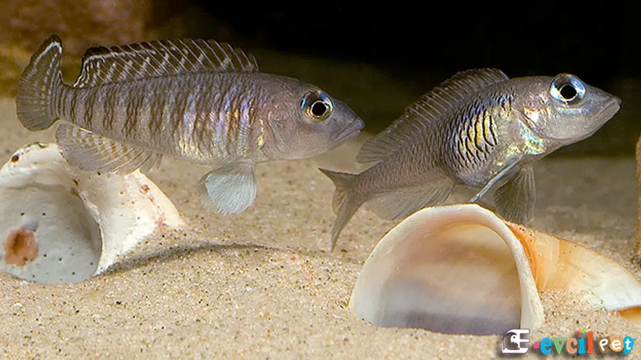 Lamprologus signatus Erkek Dişi