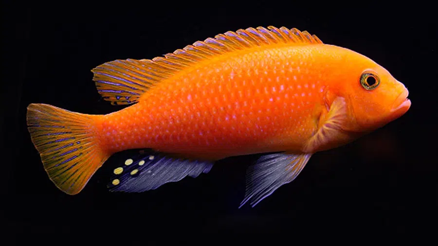 Metriaclima estherae Erkek