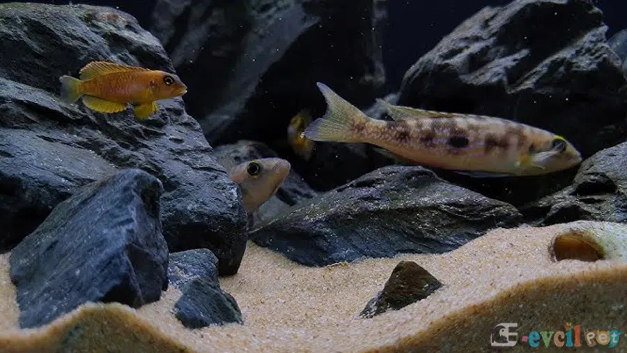 Lepidiolamprologus attenuates Akvaryumu