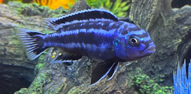Melanochromis perileucos (Black-White Johanii) Erkek