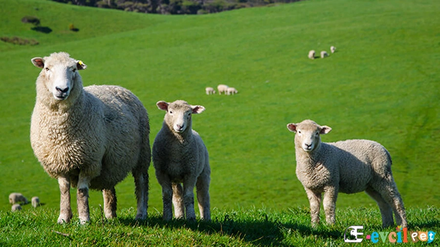 Koyun Hastalıkları: