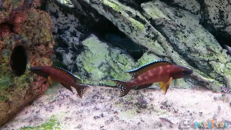 Neolamprologus buescheri Akvaryumu