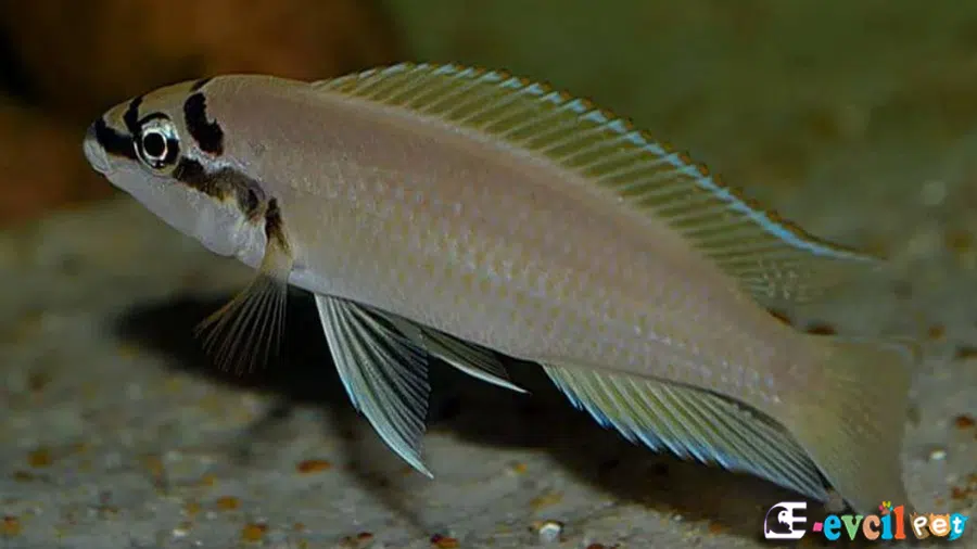 Maskeli Brichardi Yakın