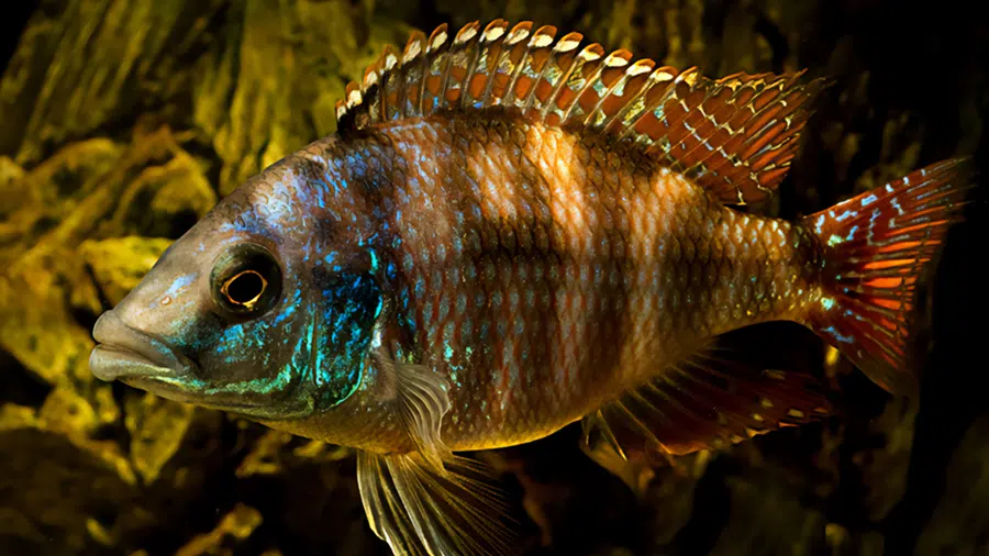 Placidochromis Johnstoni Yakın çekim