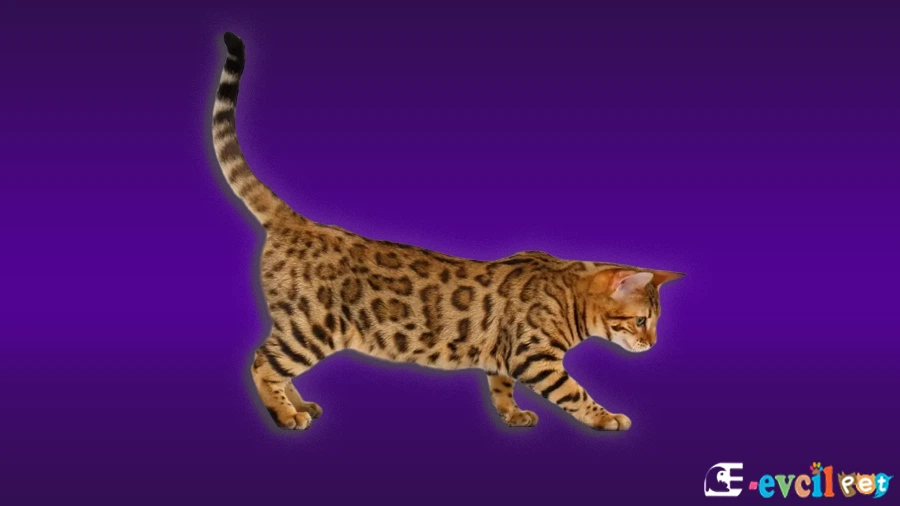 California Spangled Bakımı ve Beslenmesi