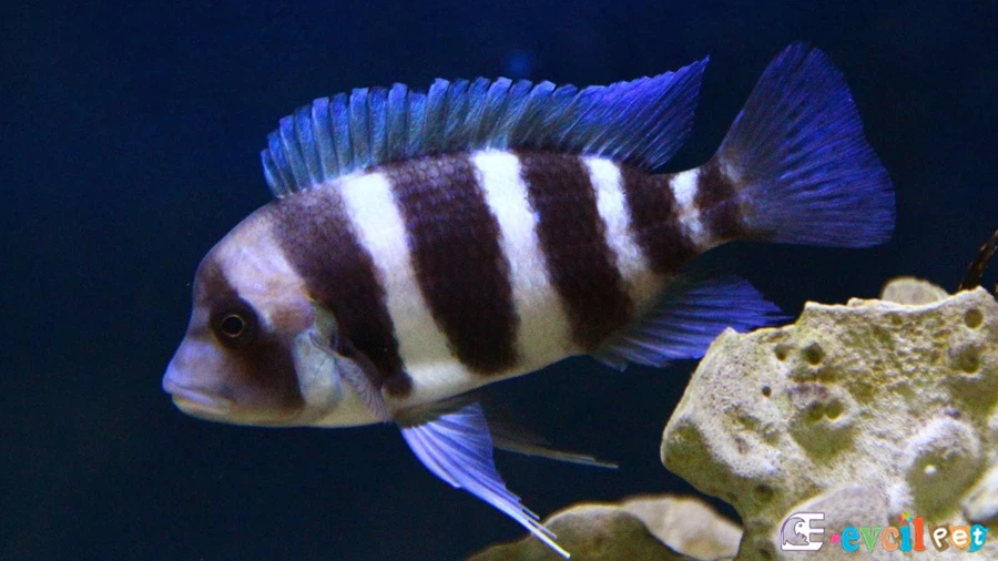 Frontosa Tank Boyutu ve Dekorasyonu Nasıl Olmalı?