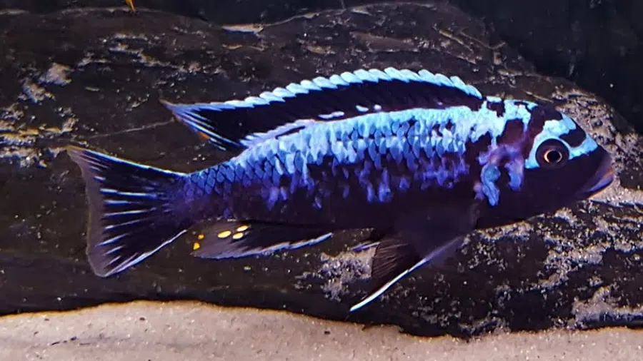 Metriaclima sp. Msobo Erkek