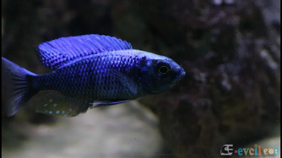 Copadichromis Chrysonotus