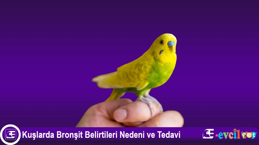 Muhabbet Kuşlarında Bronşit