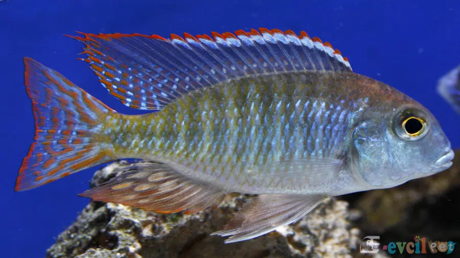 Lethrinops sp. Red Cap Dişi