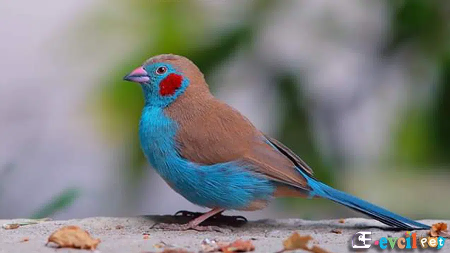 Cordon Bleu İspinoz