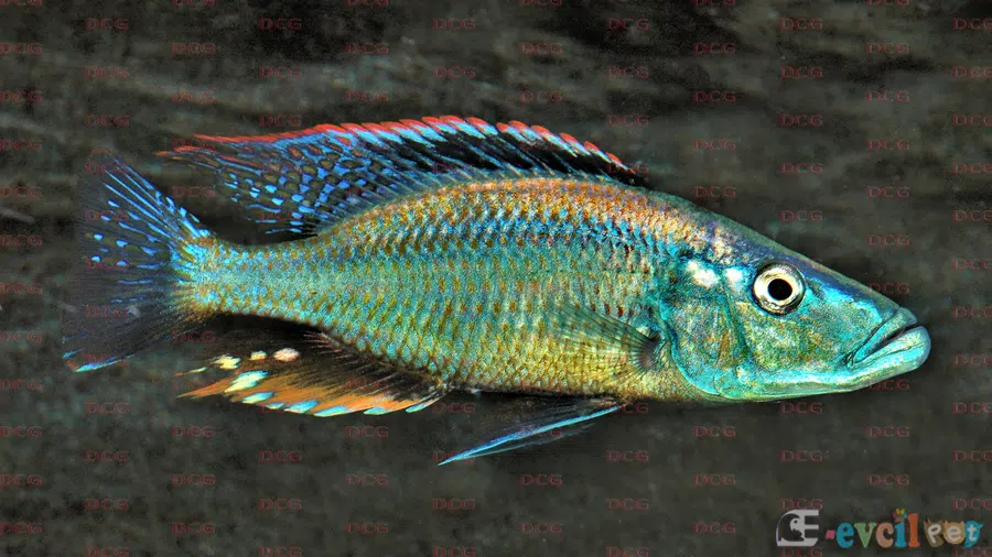 Dimidiochromis dimidiatus