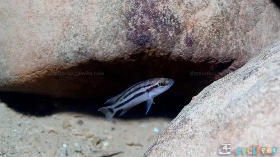 Neolamprologus bifasciatus Kayalık Yuva