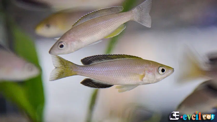 Leptosoma Jumbo Erkek ve Dişi