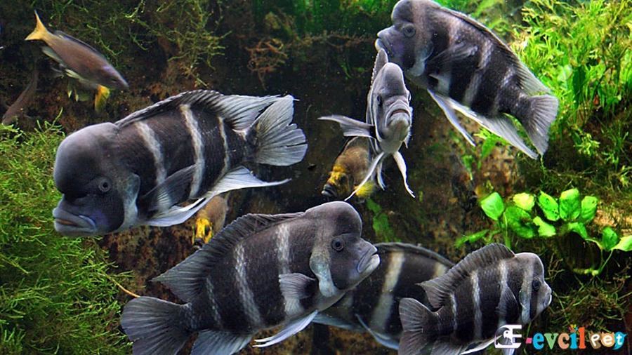 Frontosa Su Koşulları