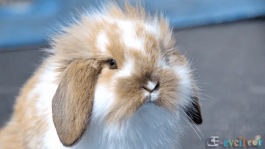 Amerikan Fuzzy Lop Tavşanı Kahve Beyaz