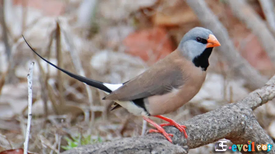 Kara Gerdanlı Çim İspinozu