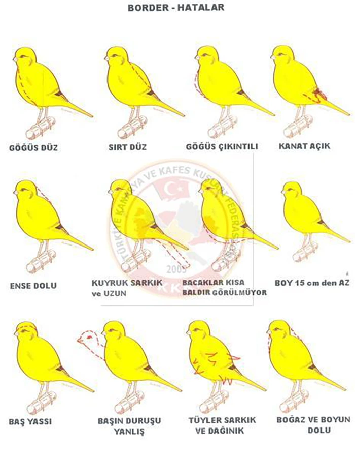 Border Kanarya Yarışma Standartları