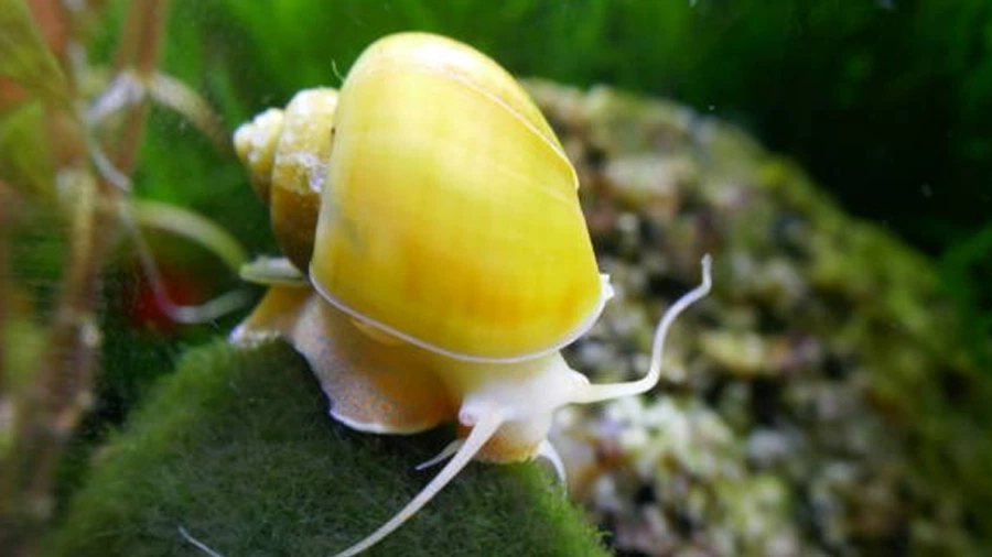 Elma Salyangozu (Pomacea canaliculata)