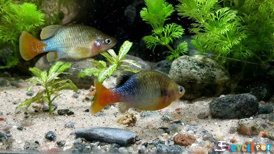 Xenotoca eiseni (Redtail Splitfin)