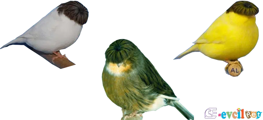 Gloster Beyaz Sarı ve Ahraç