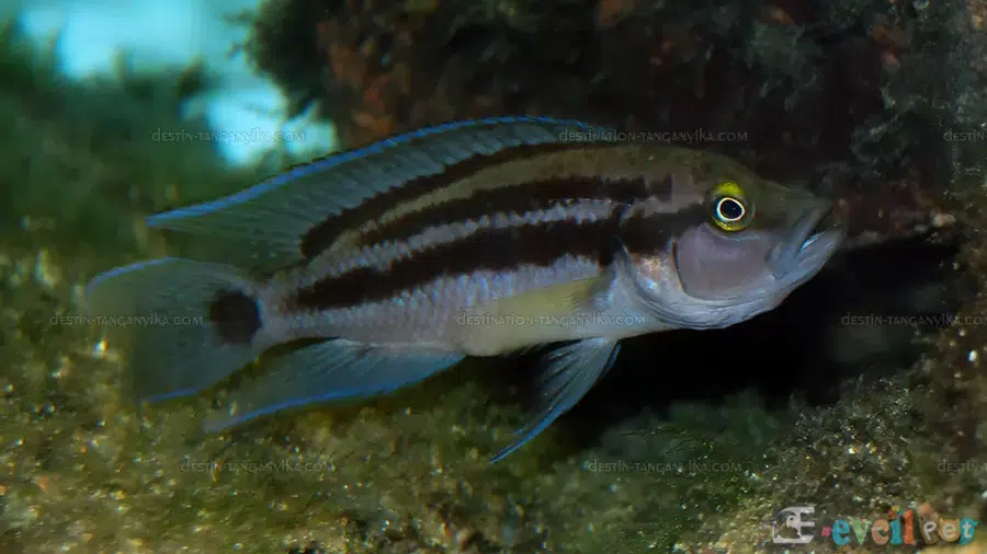 Neolamprologus bifasciatus Dişi