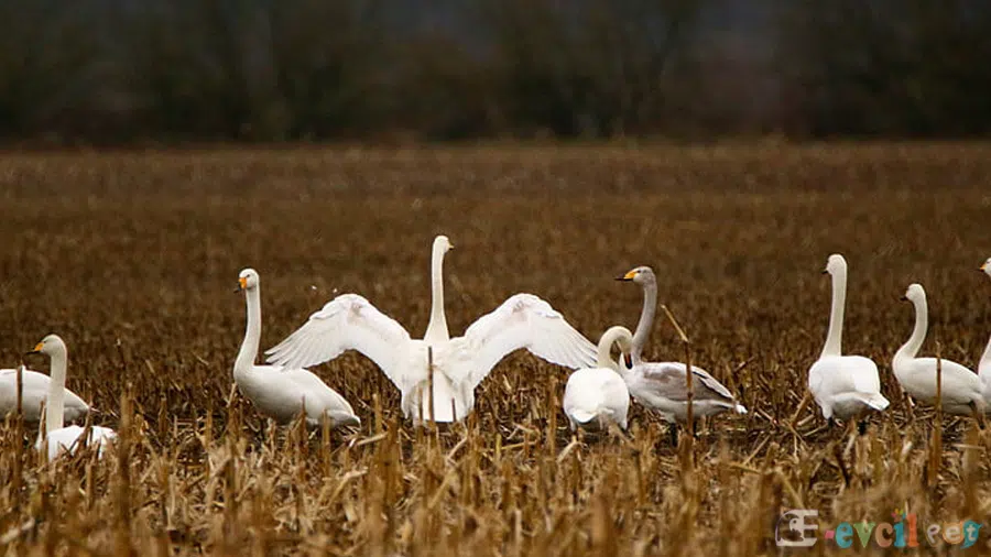Sessiz Kuğu (Cygnus Olor) Yaşam Alanı
