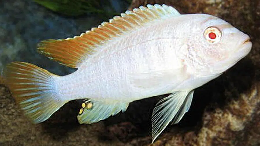 Metriaclima Greshakei Erkek