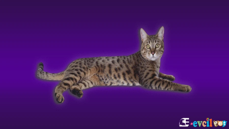 California Spangled Karakter Özellikleri