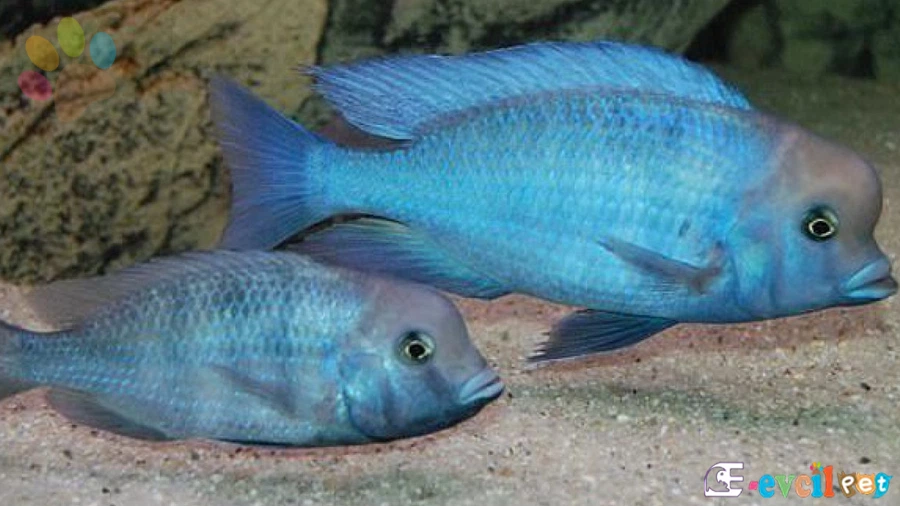 Yunus Cichlid Akvaryum Dekorasyonu