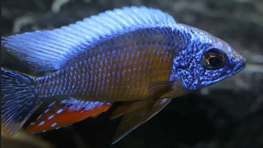 Protomelas sp. Steveni Taiwan Akvaryumu