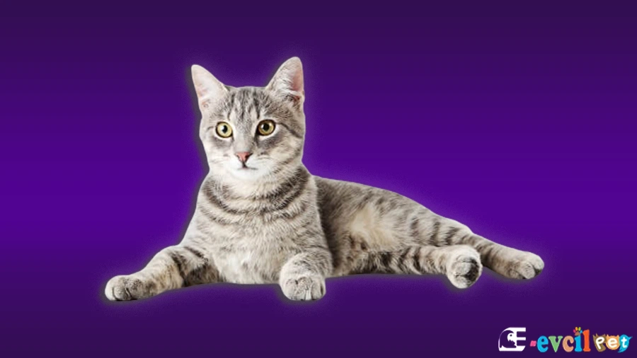 California Spangled Temel Eğitimi ve Tuvalet Eğitimi