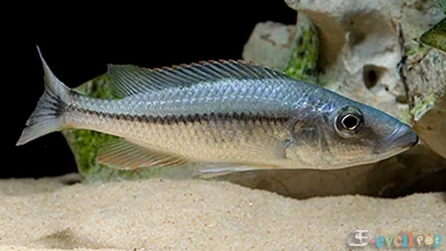 Dimidiochromis dimidiatus akvaryumu