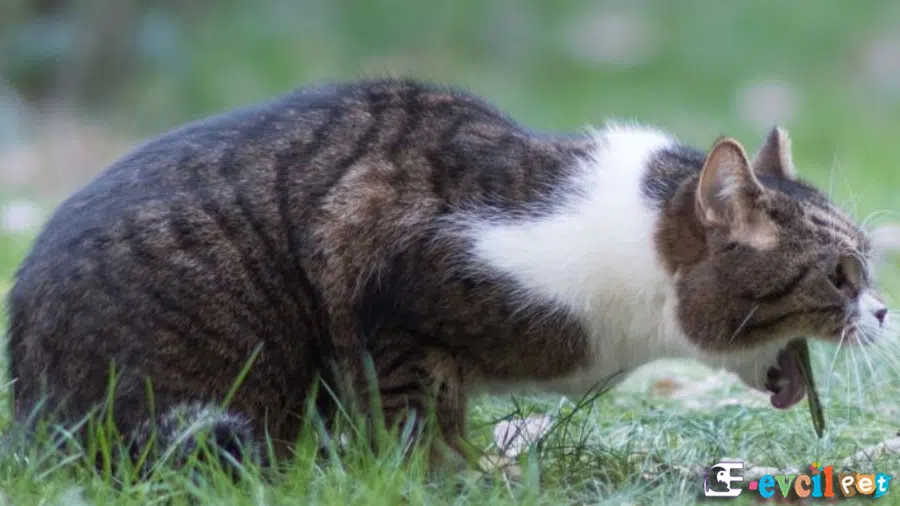 Kedilerde Kusmanın Yaygın Nedenleri