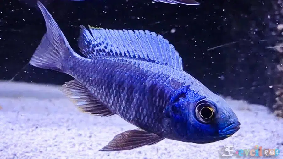 Copadichromis Chrysonotus Erkek