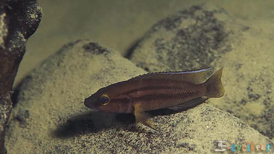 Neolamprologus bifasciatus Akvaryumu