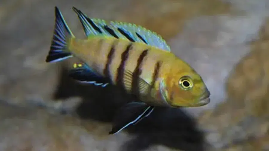 Cynotilapia Lion's Cove Erkek